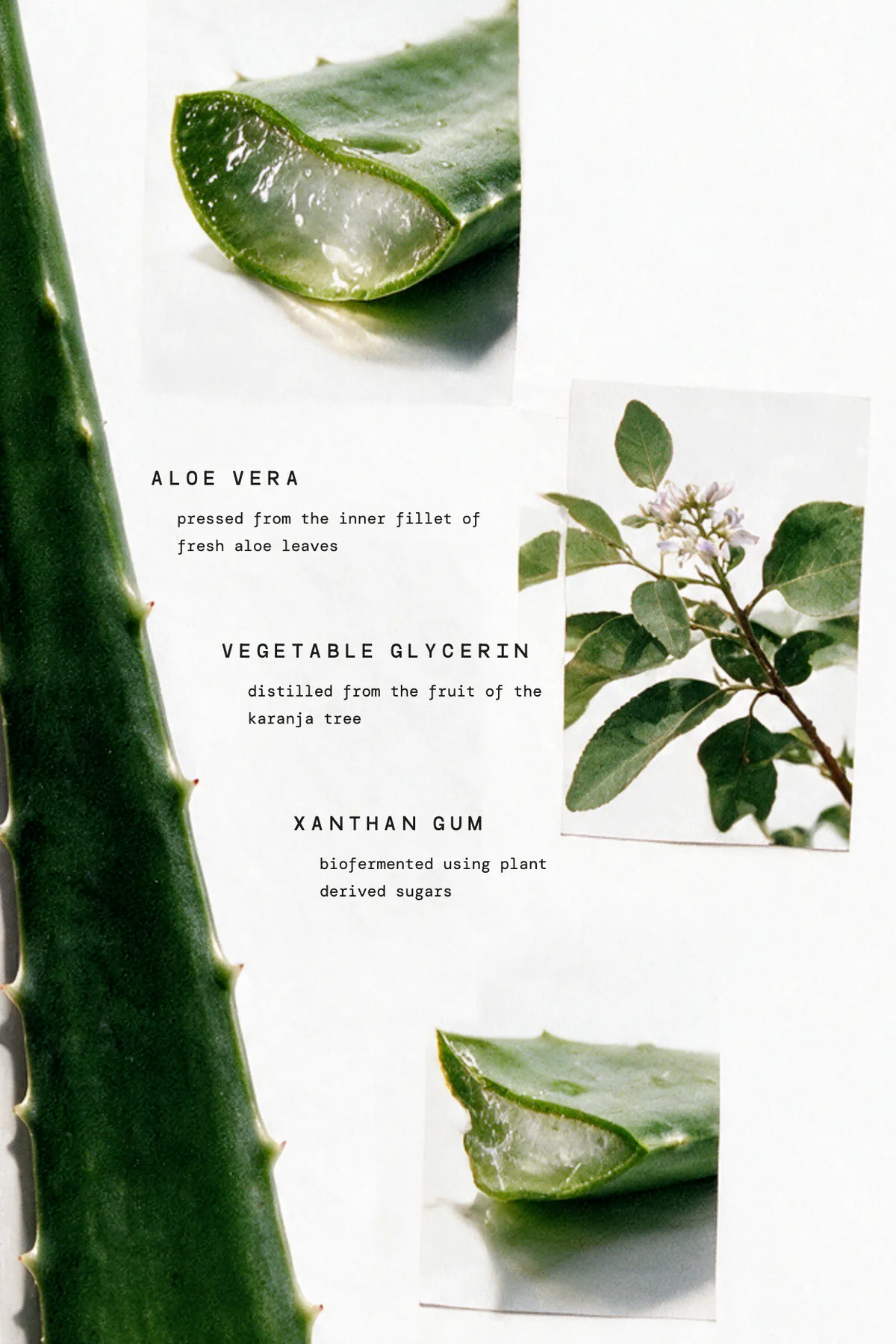Aloe vera leaves and a karanja flower in bloom